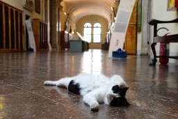 gatto classense
