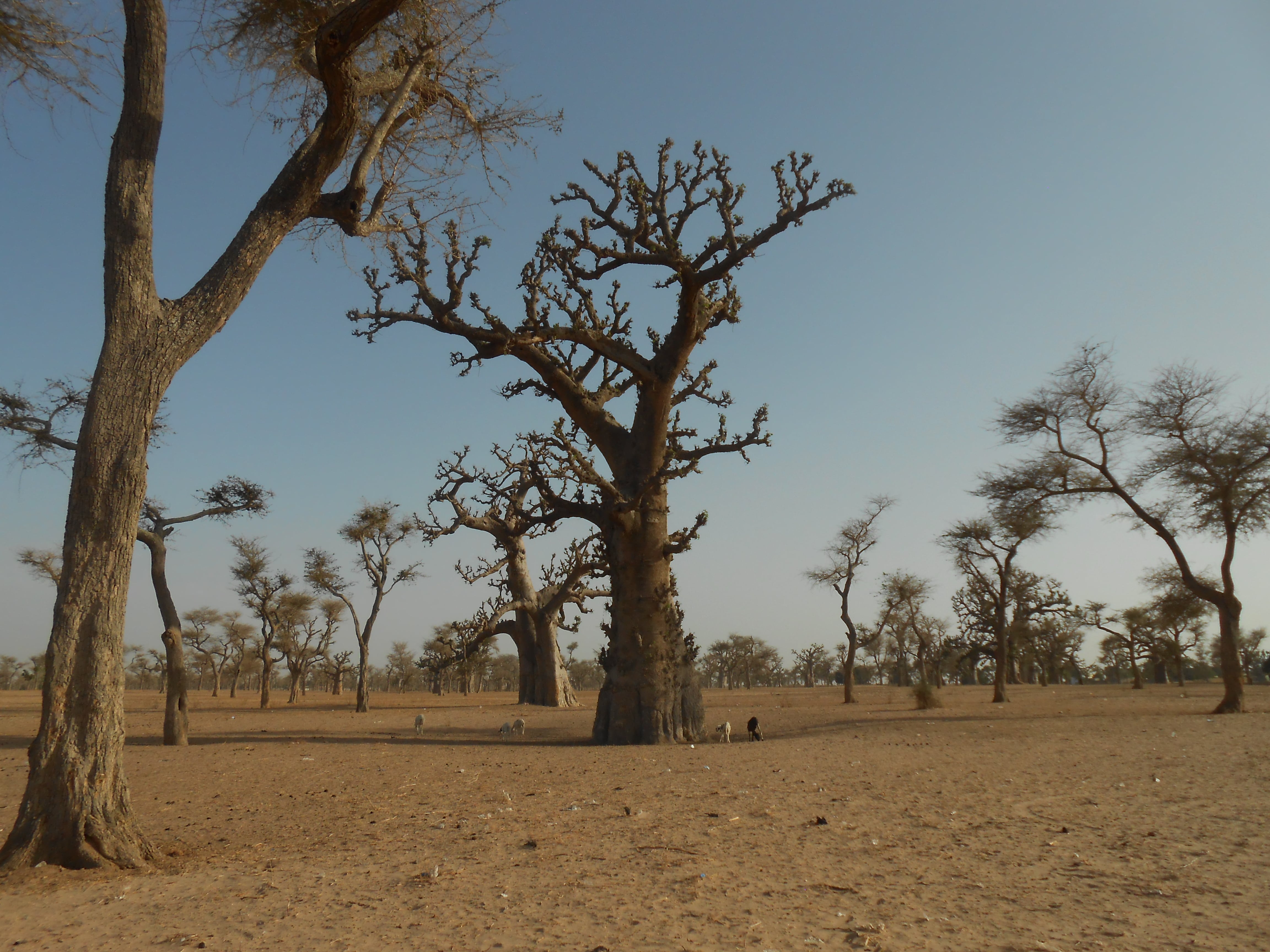 baobab